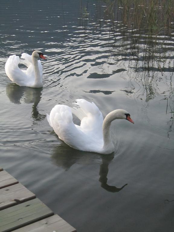 Seehaus Karantanien Am Ossiacher See מראה חיצוני תמונה